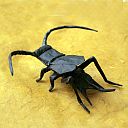 Cricket (Gryllus assimilis)