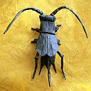 Cricket (Gryllus assimilis)