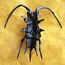 Cricket (Gryllus assimilis)