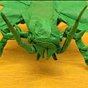 Heteropteryx gray dilatata park