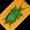 Heteropteryx gray dilatata park