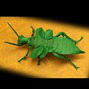 Heteropteryx gray dilatata park