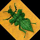 Heteropteryx gray dilatata park