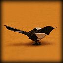 Magpie