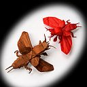 Gryllotalpa gryllotalpa