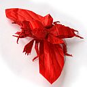 Gryllotalpa gryllotalpa