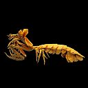 Mantis Shrimp