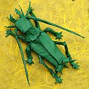 Schizodactylus monstrosus