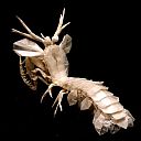 Mantis Shrimp, version 2