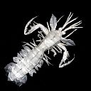 Mantis Shrimp, version 2