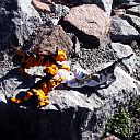 Tiger cubs, version 2