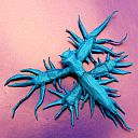 Glaucus atlanticus