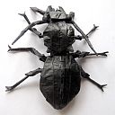 Nesaeocarabus