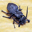 Nesaeocarabus