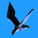 Stormy petrel