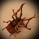 Chiasognathus grantii, ver 2