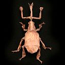 Weevil