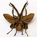 Chiasognathus grantii, ver 3