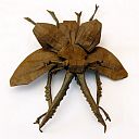 Chiasognathus grantii, ver 3